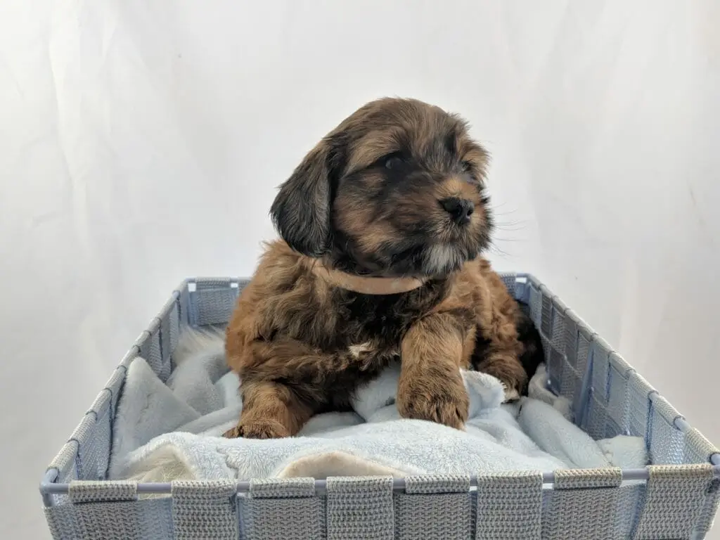 Red Sable Labradoodle Puppy in a basket. The red sables look like a caramel and black swirl, very unique!