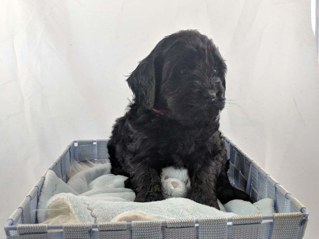 Black Labradoodle Puppy in a basket sitting on a stuffy
