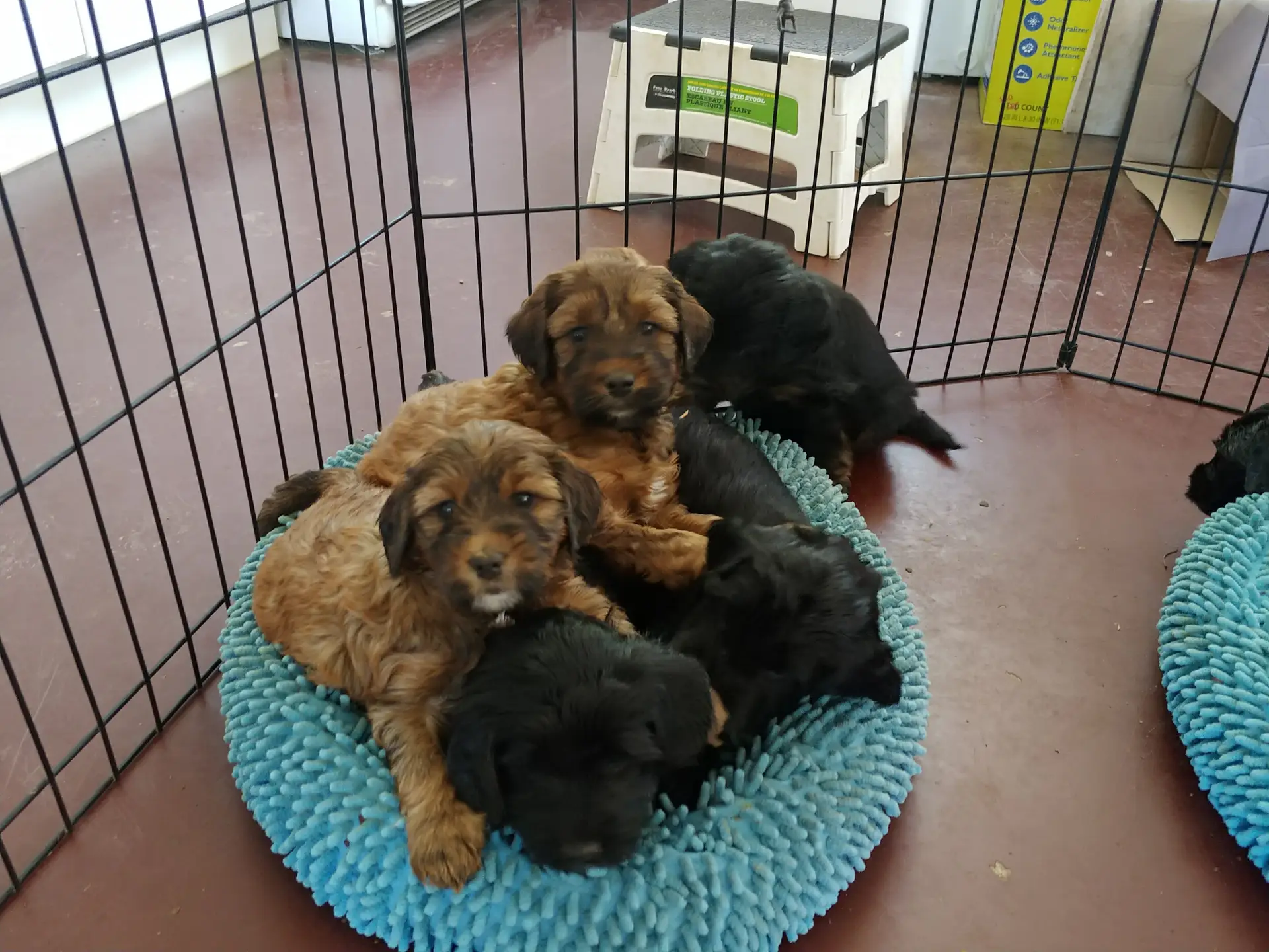 Two red sable labradoodle puppies sitting on top of their black brothers and sisters!