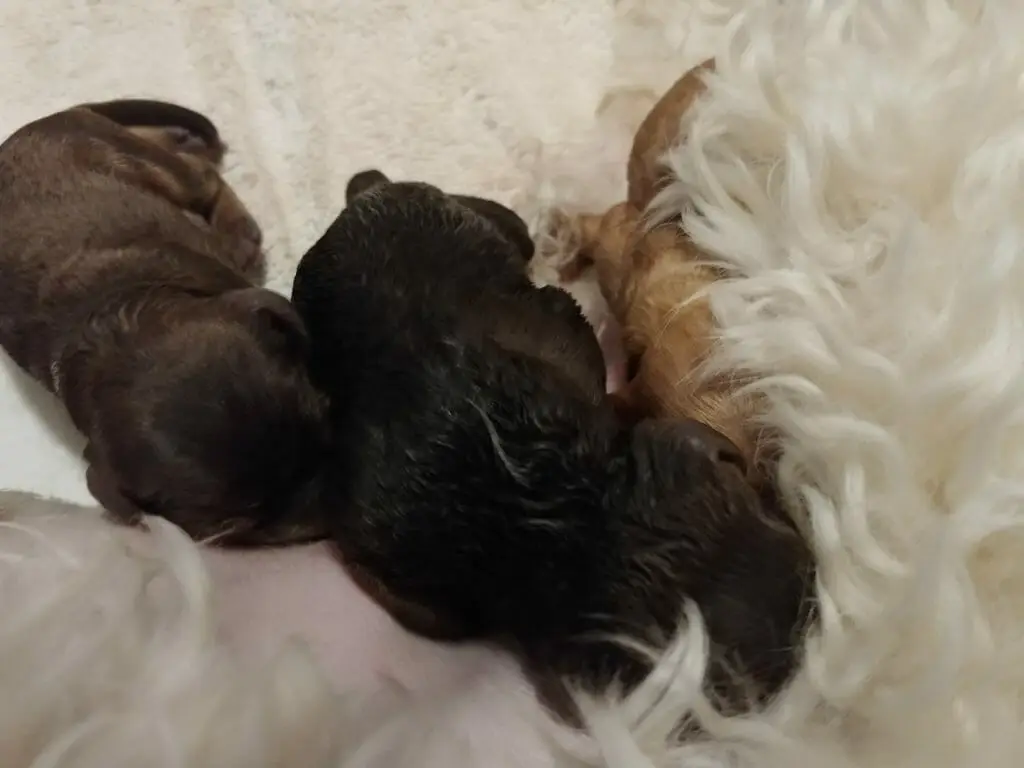 Top view of four labradoodle puppies feeding at mom