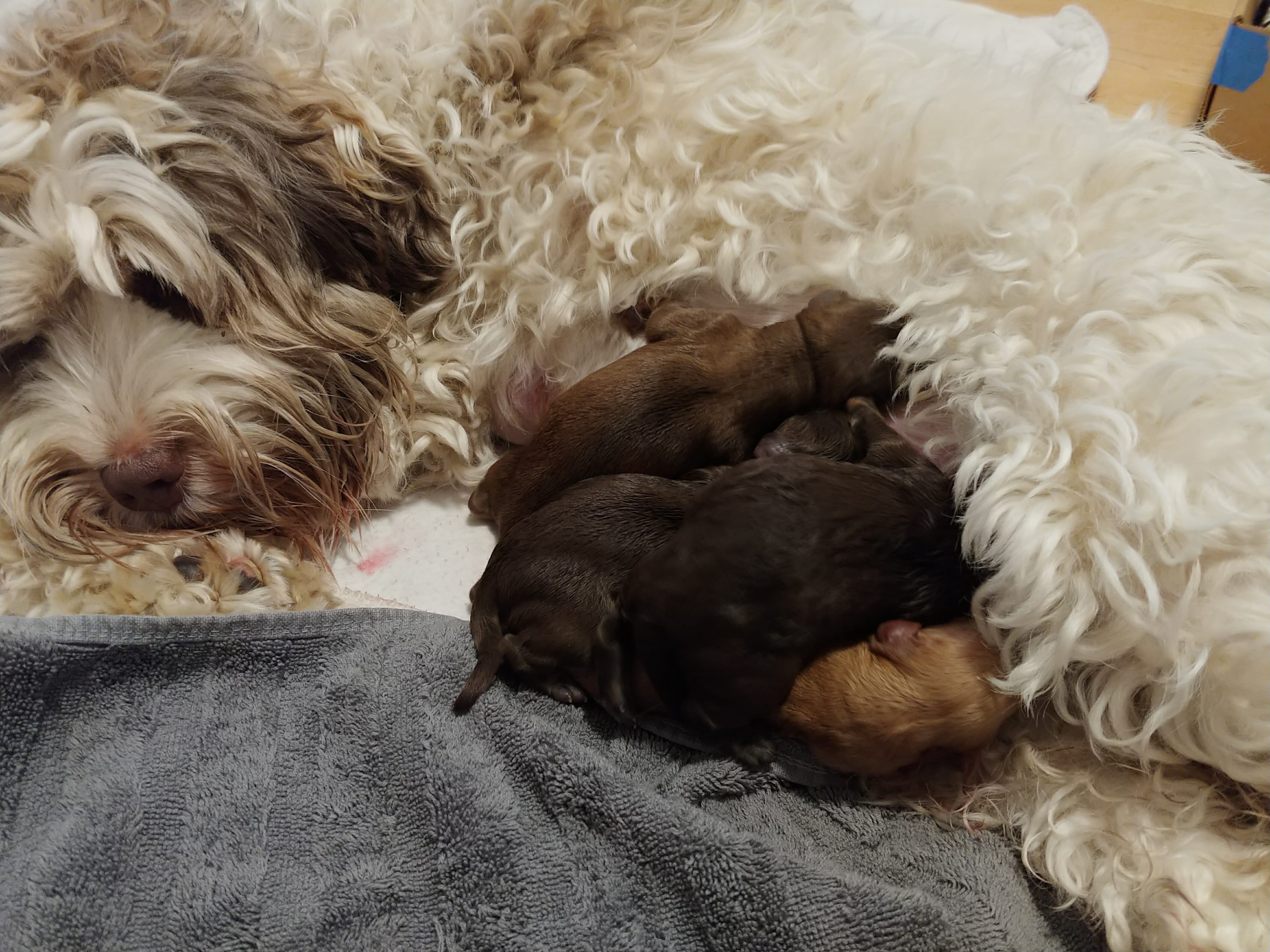 Four puppies, mostly dark chocolate snuggled into mom for a feed.