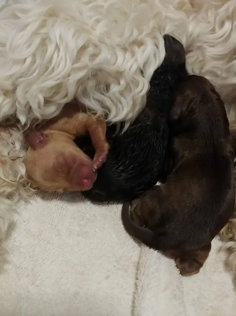 a black, dark chocolate amd light brown labradoodle puppies curled up with mom who has white hair