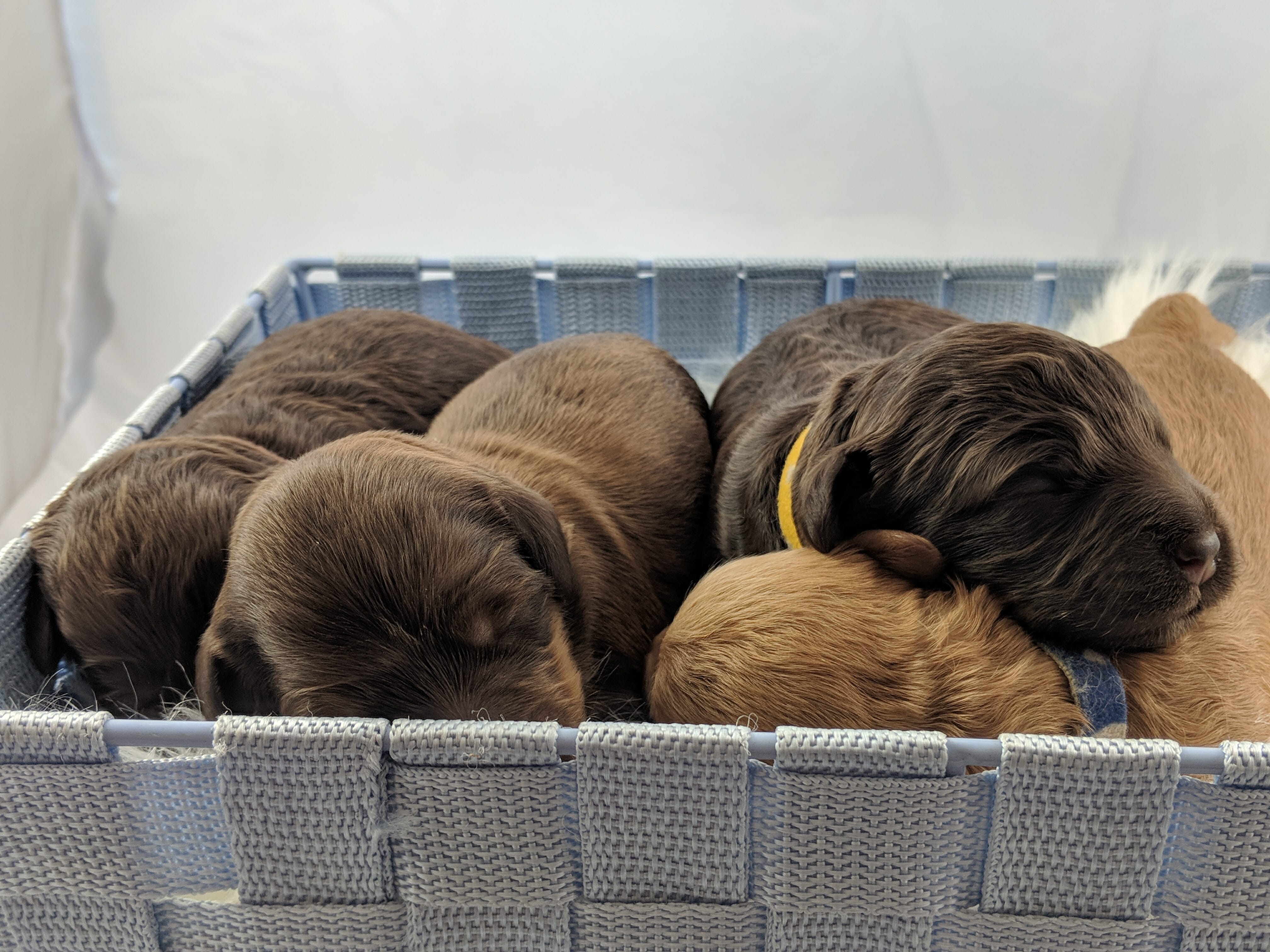Four Labradoodle Puppies in a bsket all facing the camera