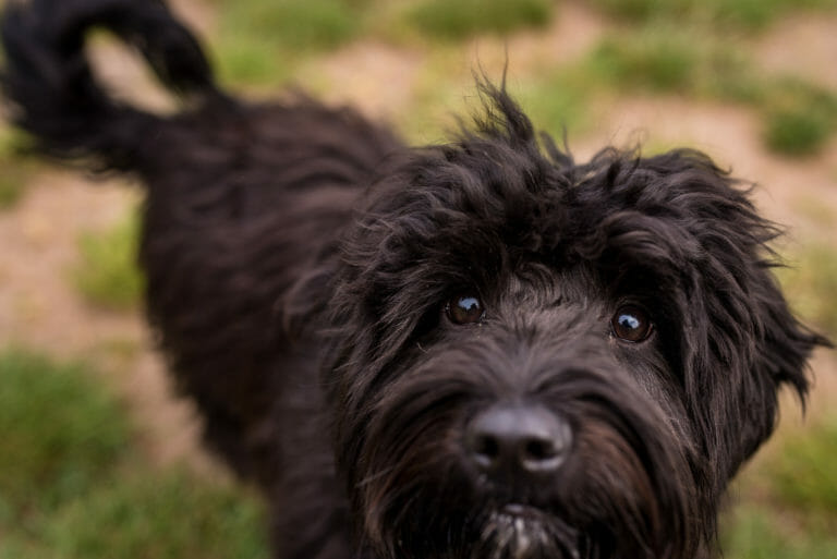 Landscape view of all balck mini labradoodle, she is looking at the camera