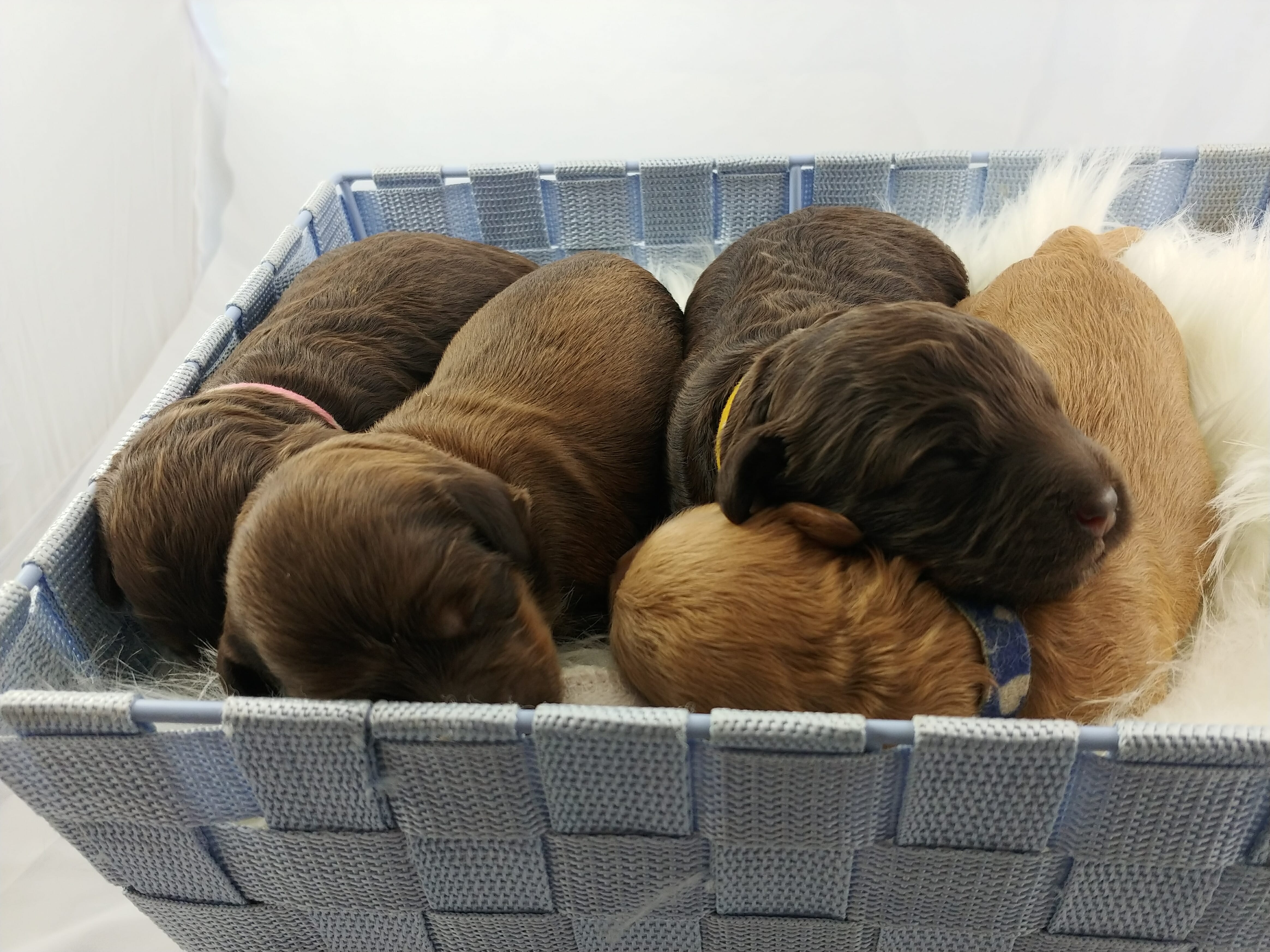 four puppies in a box with a fuzzy blanket. Puppies are red, brown and light brown. all sleeeping and pointing the same way. one puppy has its head on top of another puppy.