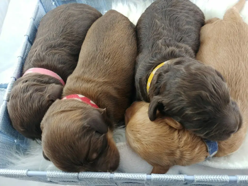 The four puppies all facing the same way head to tail at one week old