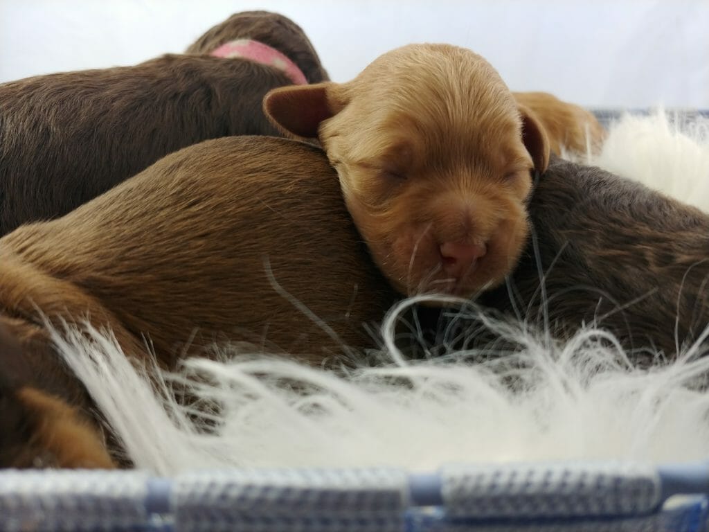 four labradoodle puppies sleeping on a fuzzy white blanket. The puppies are red, chocolate and light brown. One puppy's face is in the shot, his head is resting on the bums of two other puppies. Another puppy is visible in the distance/background.