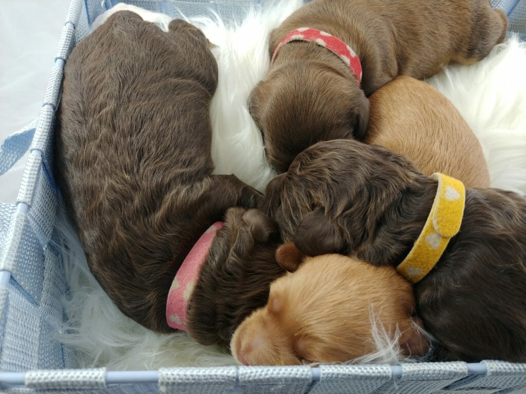 Four puppies in abasket, from top down