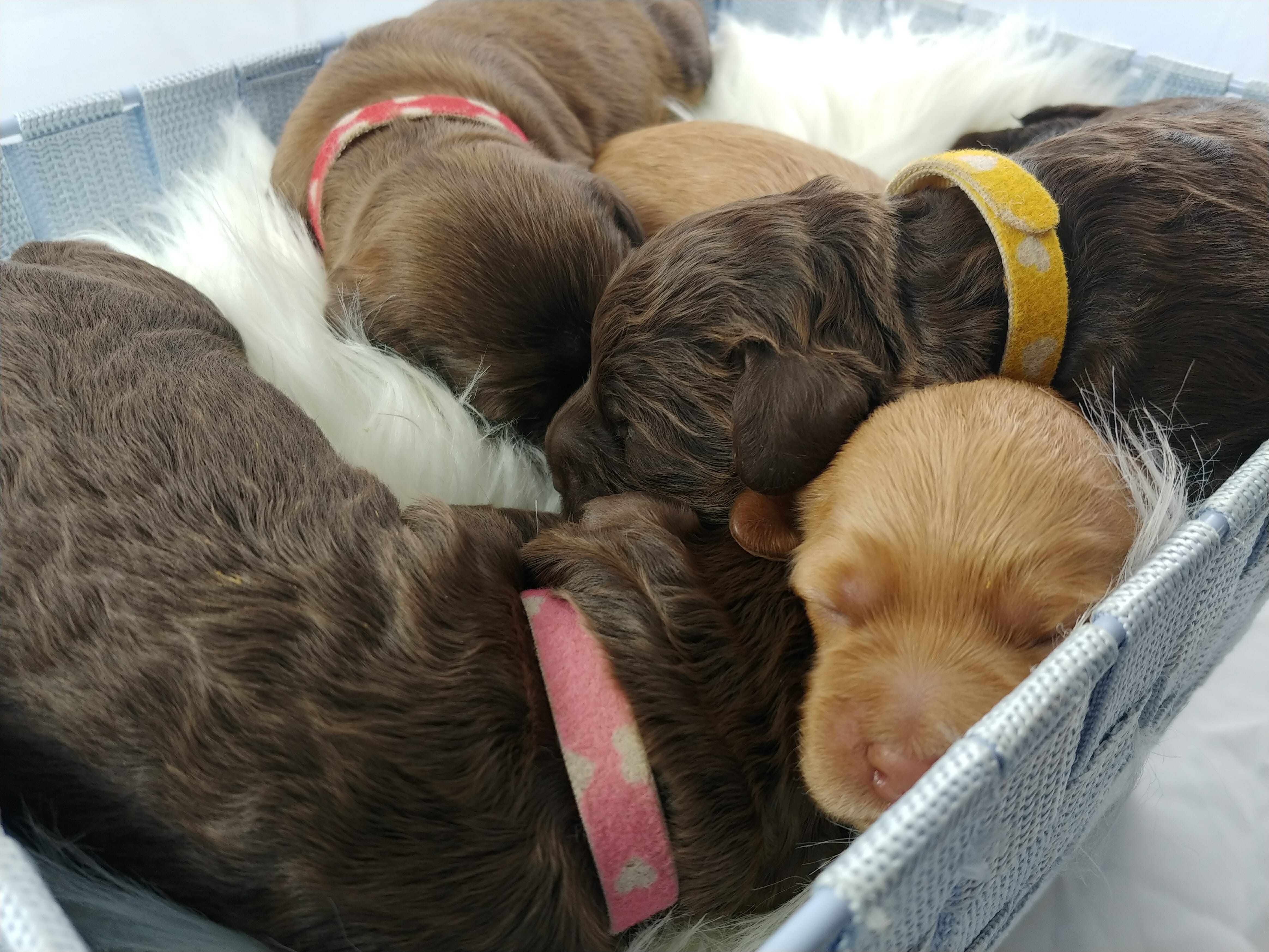 The Haute COuture Puppies at one week old!