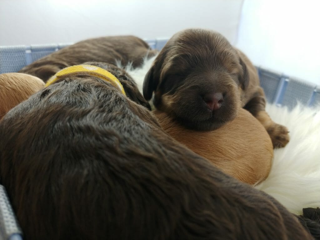 Four labradoodle puppies sleeping on a fuzzy white blanket. One of the chcocolate puppies has his head facing the camera and is proped on top of another labradoodle puppy.