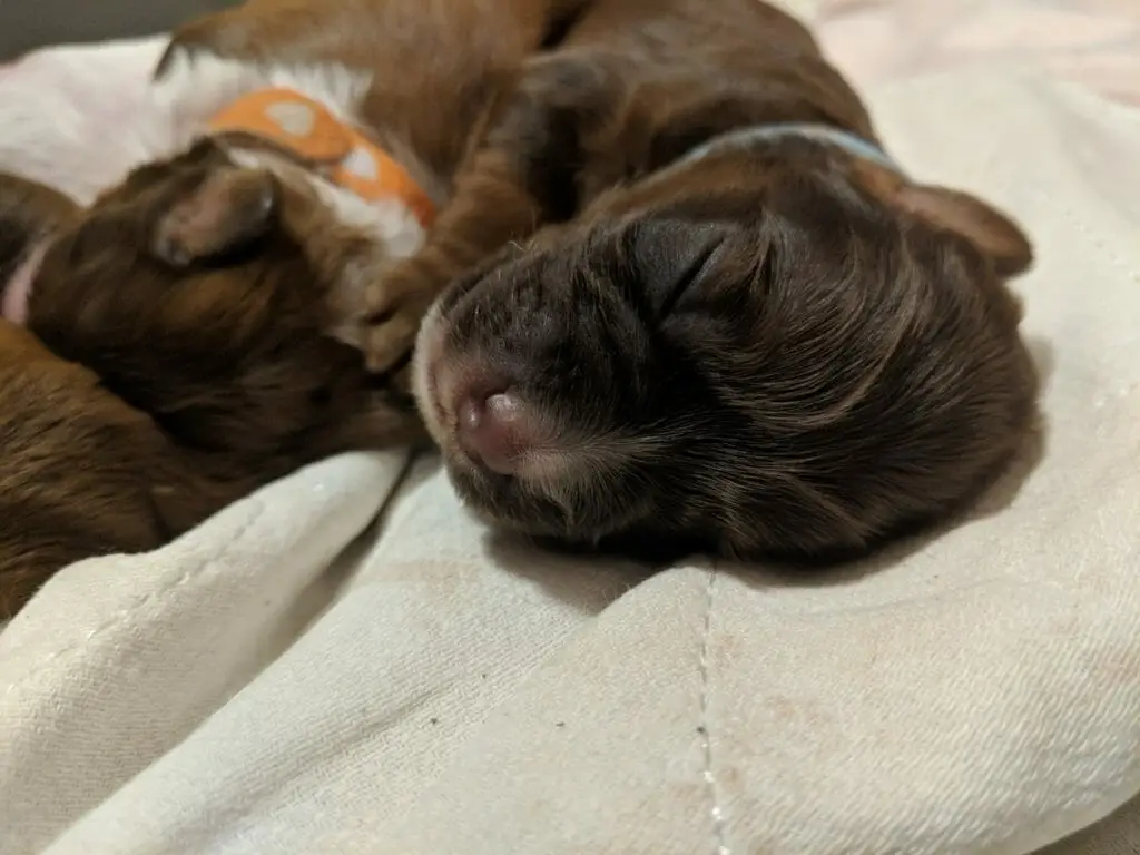 Close up of chocolate labradoodle puppy head, can see the individual hairs, puppy is asleep