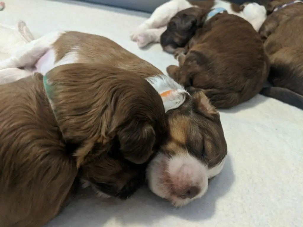A brown labradoodle puppy with her head snuggled into a white and brown puppy. Both asleep. A chocolate labradoodle and another white and brown puppy can be seen in the distance behind them.