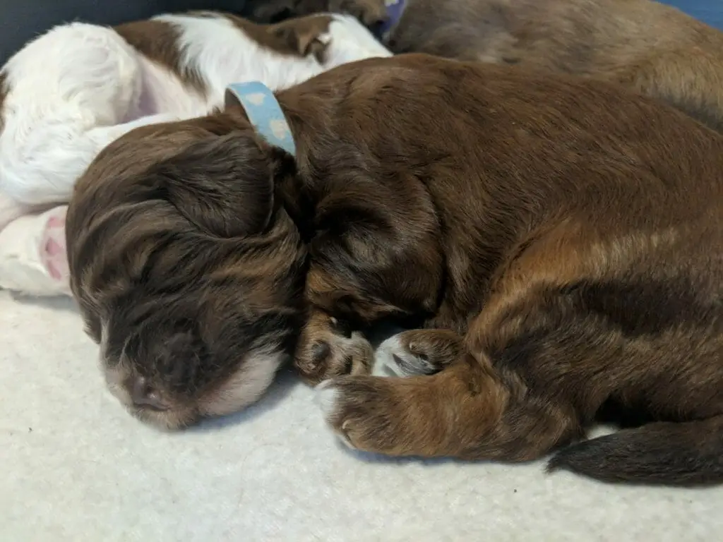 A chocolate labradoodle puppy curled up a snuggled with his brothers and sisters