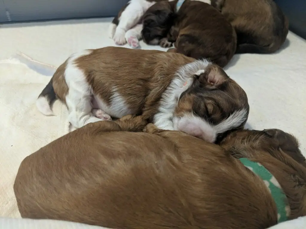 and brown and white puppy featured asleep behind one of her light brown brothers.