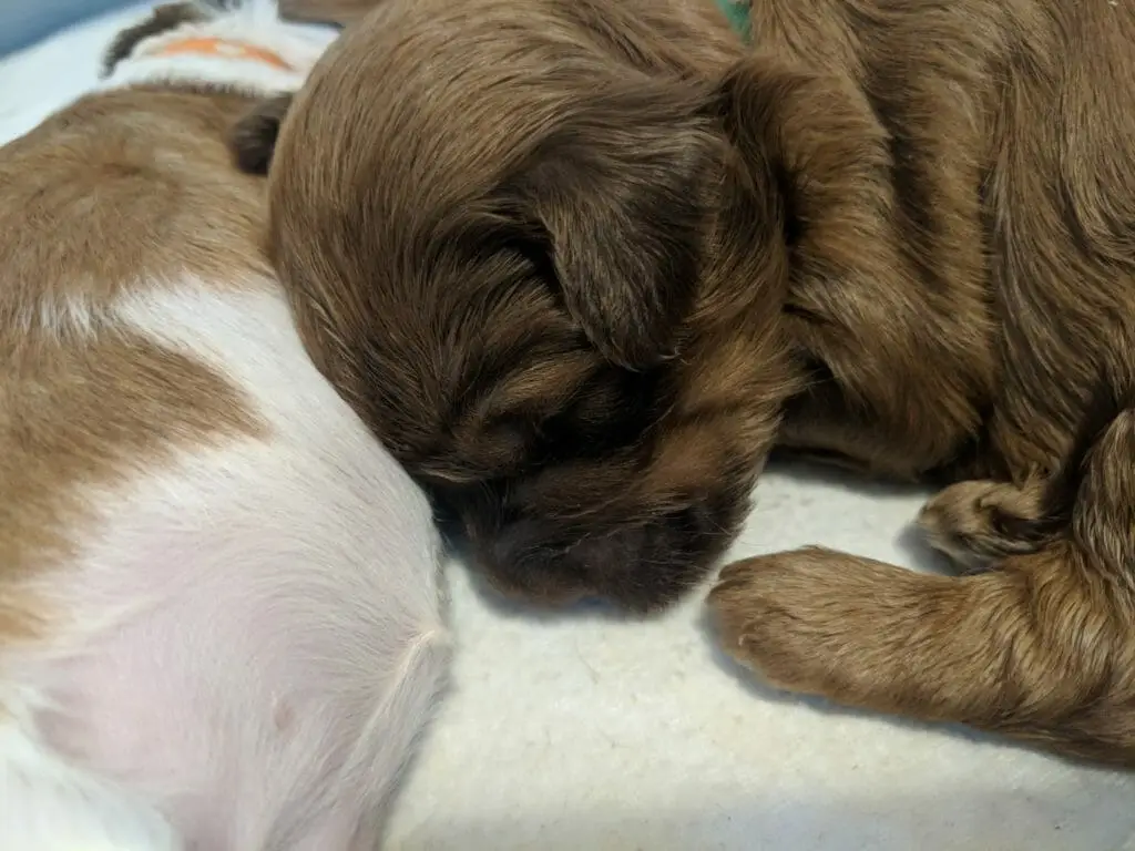 Brown phantom labradoodle puppy with its head snuggled into a light brown and white brother