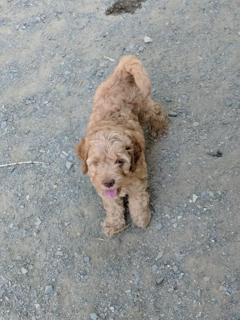 light brown labradoodle puppy looking at the camera