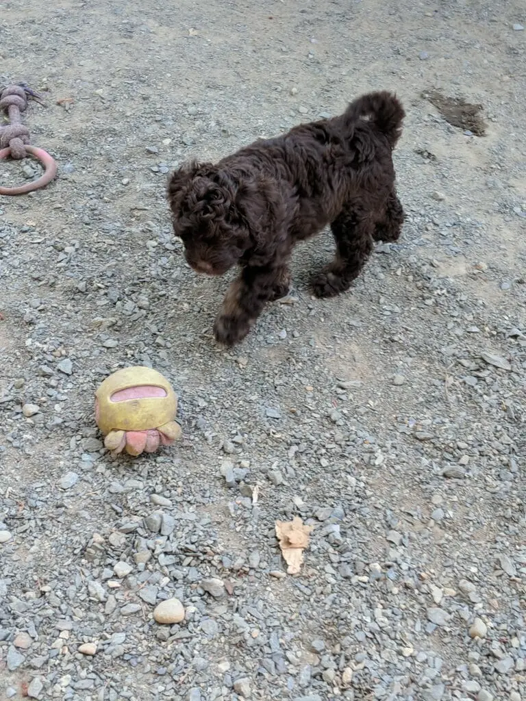A mostly chocolate coloured labradoodle puppy even though it is actually a sable.