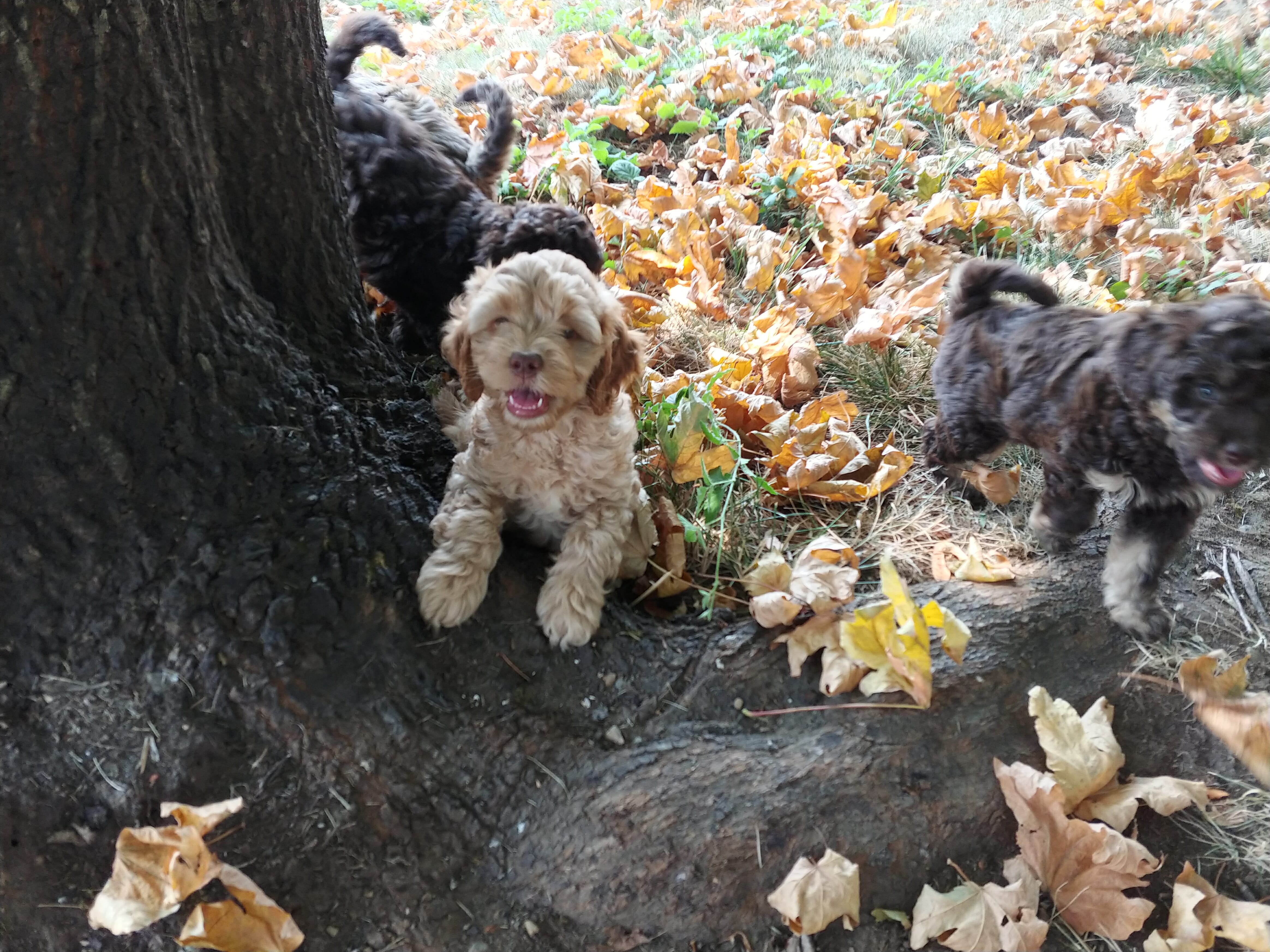 a light brown labradoodle puppy playing on a maple root, on hind legs looking up at camera