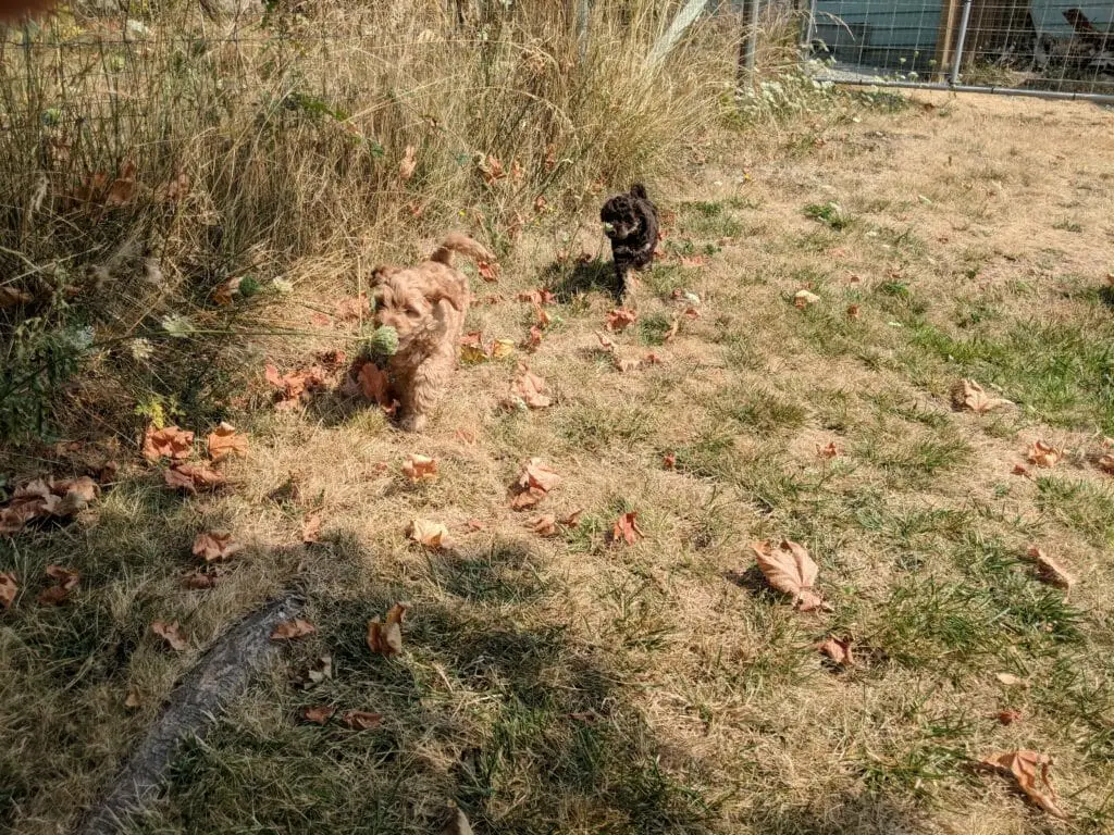 A light brown and black 7 week old labradoodle puppies running along a fence being active and energetic