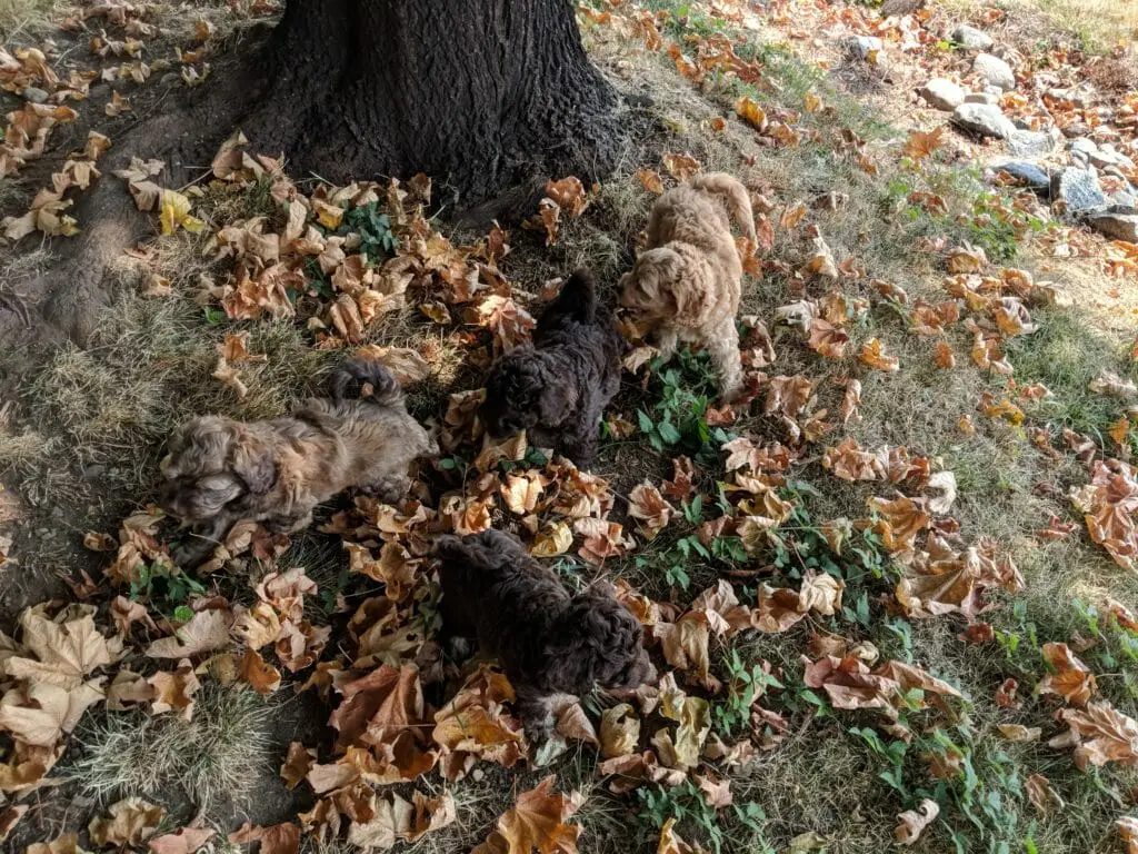 4 labradoodle puppie splaying outside, one is a rare phantom colour