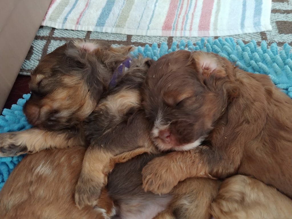 close up of four puppies sleeping on top of each other