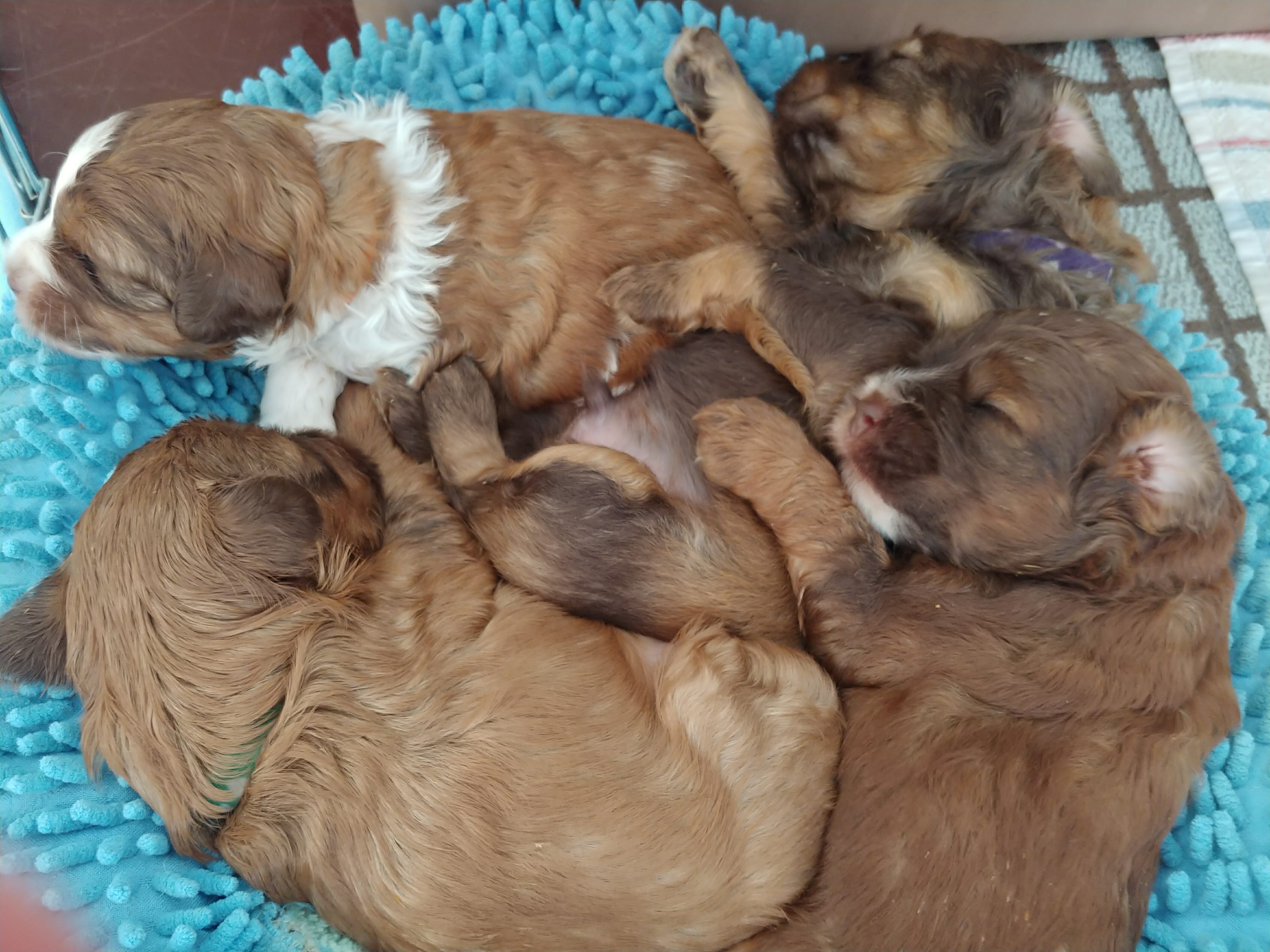 4 labradoodle puppies all curled and snuggled in their bed