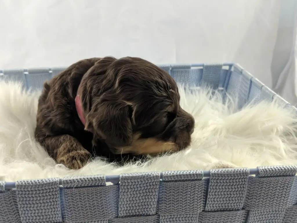 Chocalte puppy in a basket with a white furry blanket