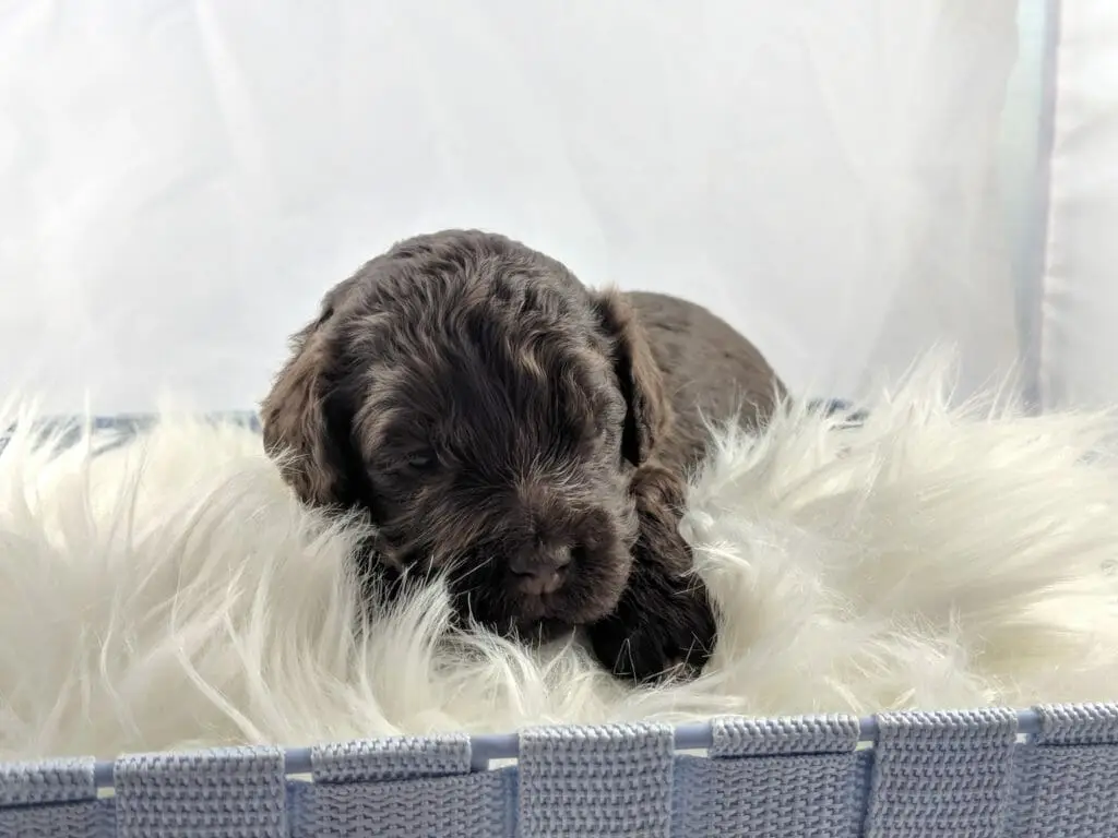 Chocolate labradoodle puppy on a furry white blanket