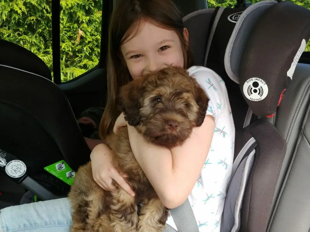 Labradoodle puppy with young girl