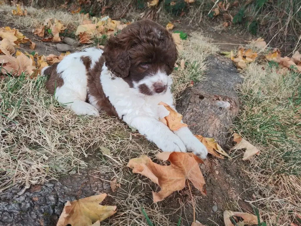 a chocolate parti mini labradoodle puppy sitting very politely under a tree by one of its roots