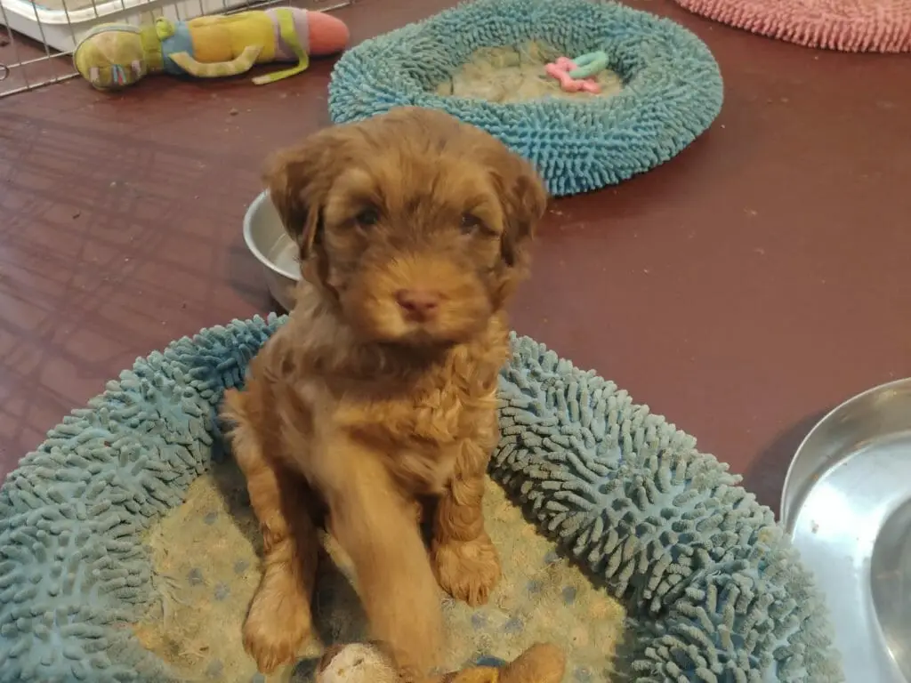 Light brown puppy sitting up in a dog bed looking at the camera