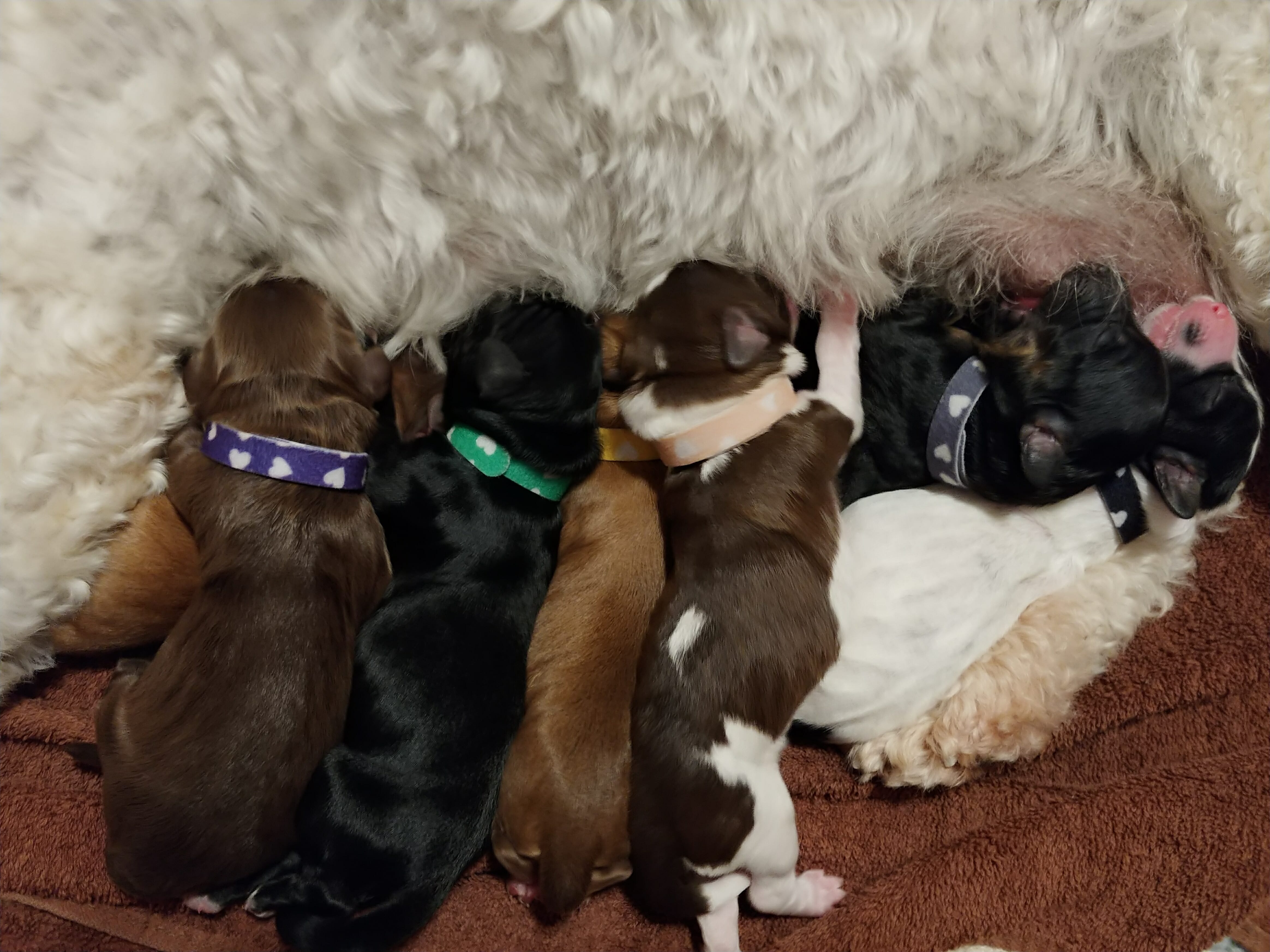 Six labradoodle puppies nursing at mom