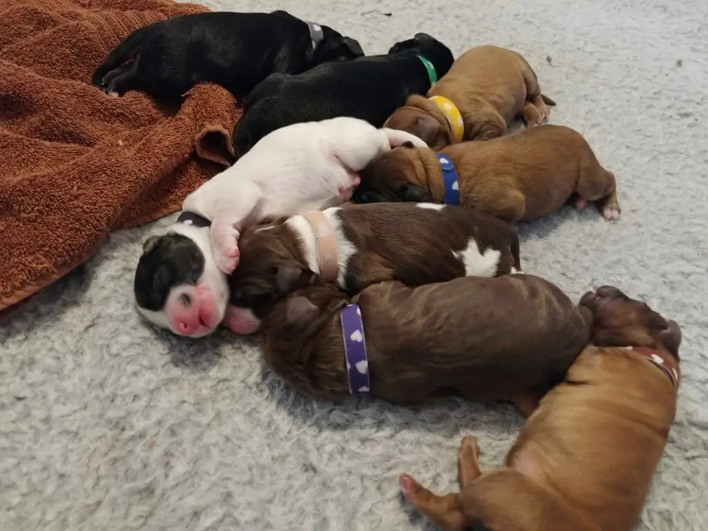 Eight labradoodle puppies sleeping partially curled together