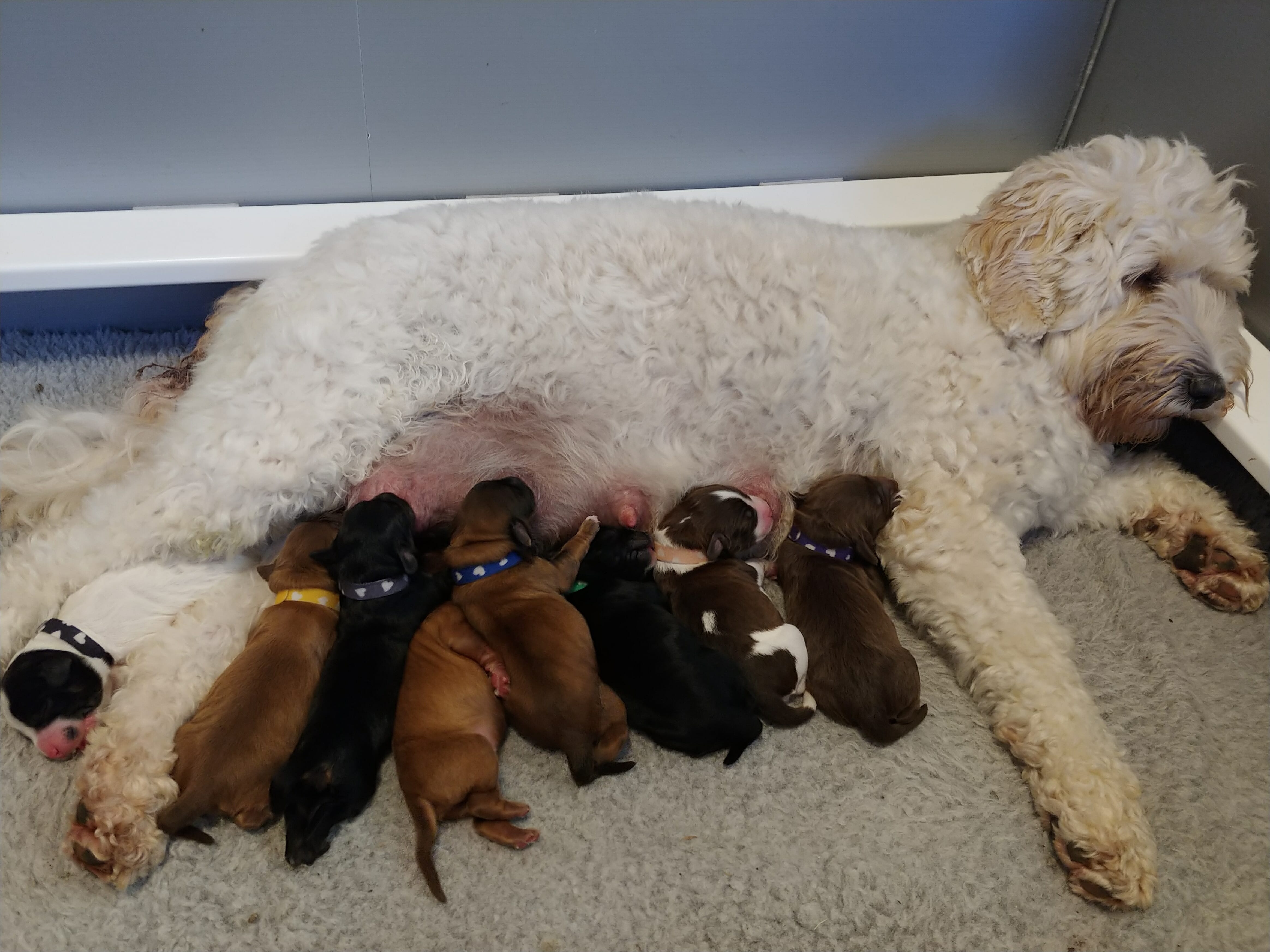 Labradoodle mom feeding her brand new litter of puppies