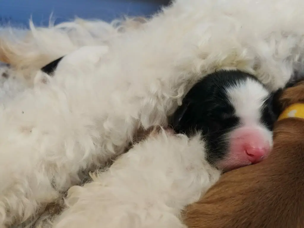 Black and white labradoodle puppy peaking through its mom's legs