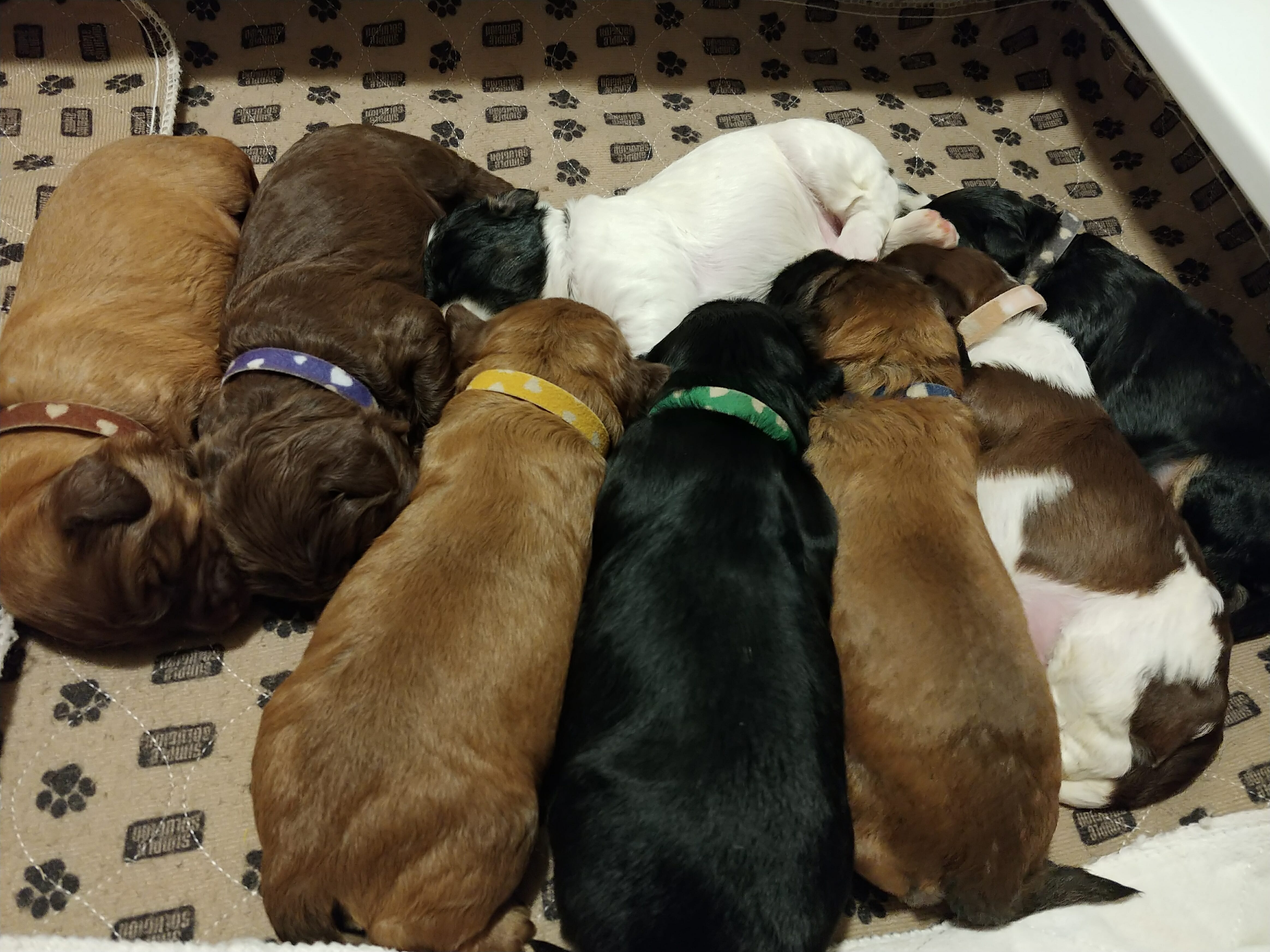 Eight labradoodle puppies sleeping together snuggled up