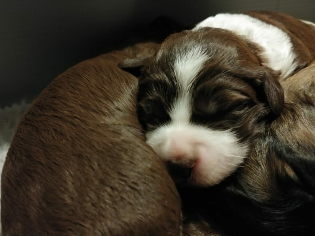 Close up of Labradoodle Puppy face, brown and white laying onto of one of their brothers or sisters!