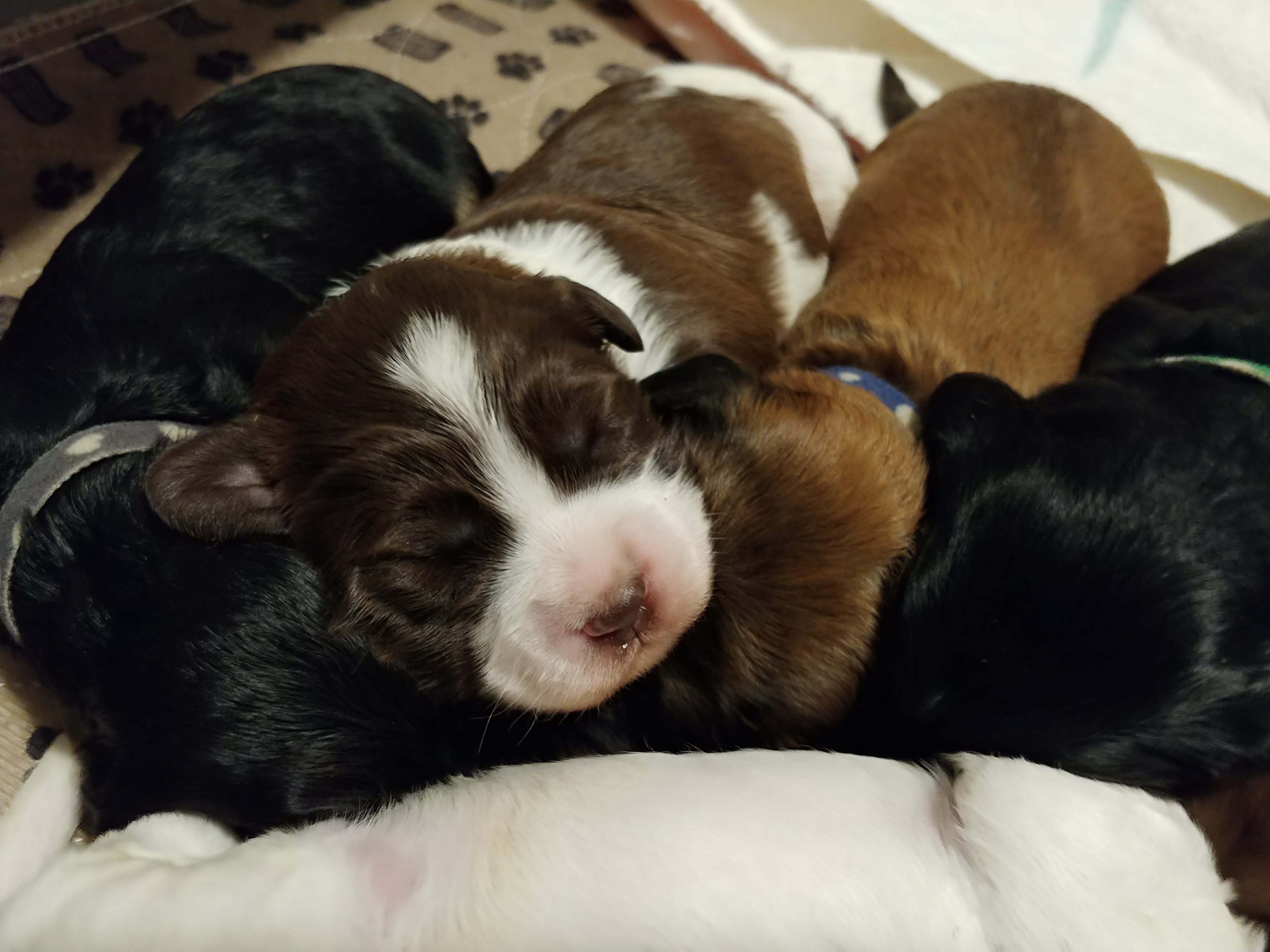 White and brown face labradoodle puppy sleeping on its brothers and sisters