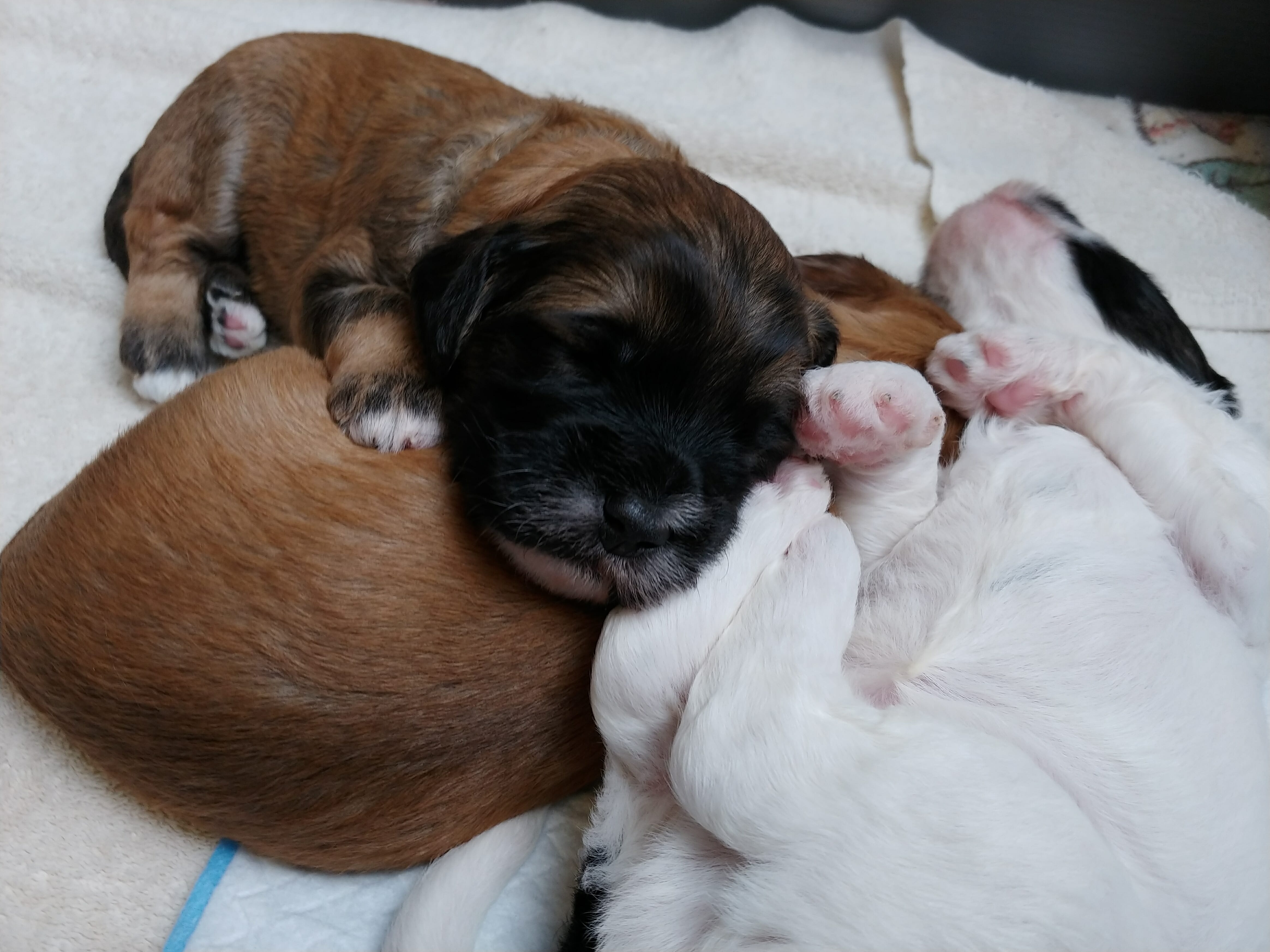 Upside down balck and white puppy sleeping with two brown puppies sleeping on top of each other