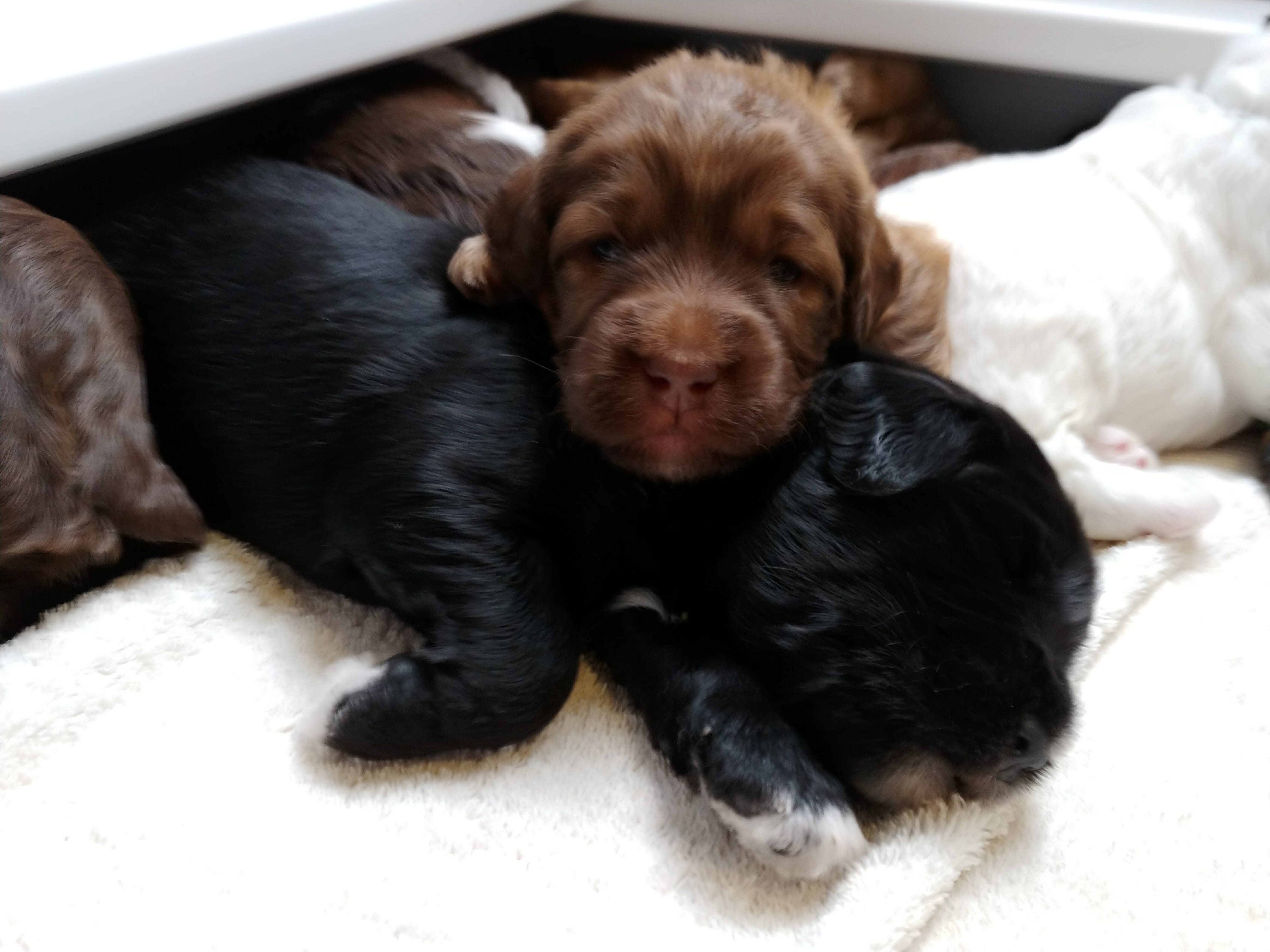 Brown labradoodle puppy with its head on top of black colored sibling sleeping