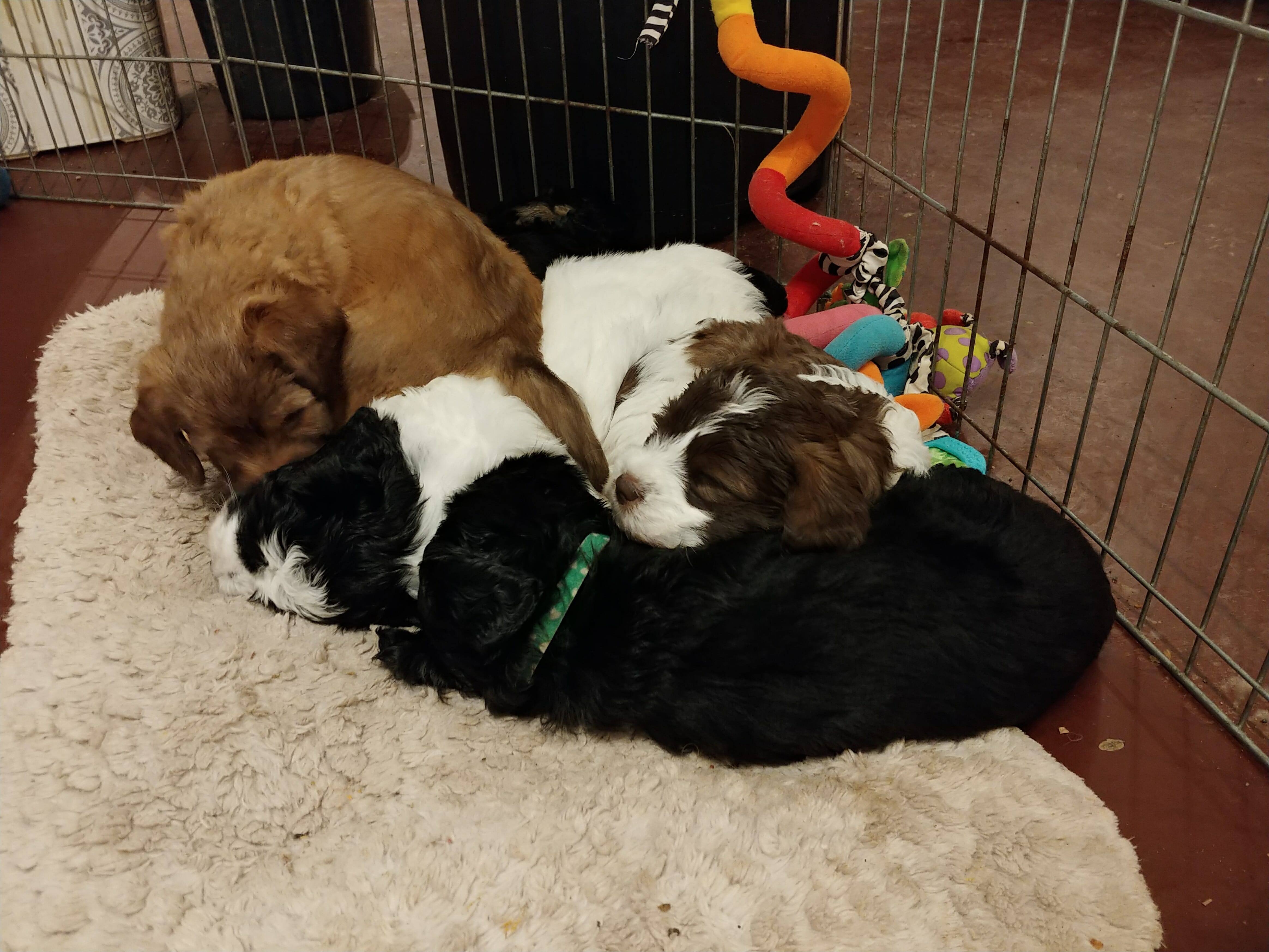 Black, brown, black and white puppies are curled up on top of each other sleeping in their bed