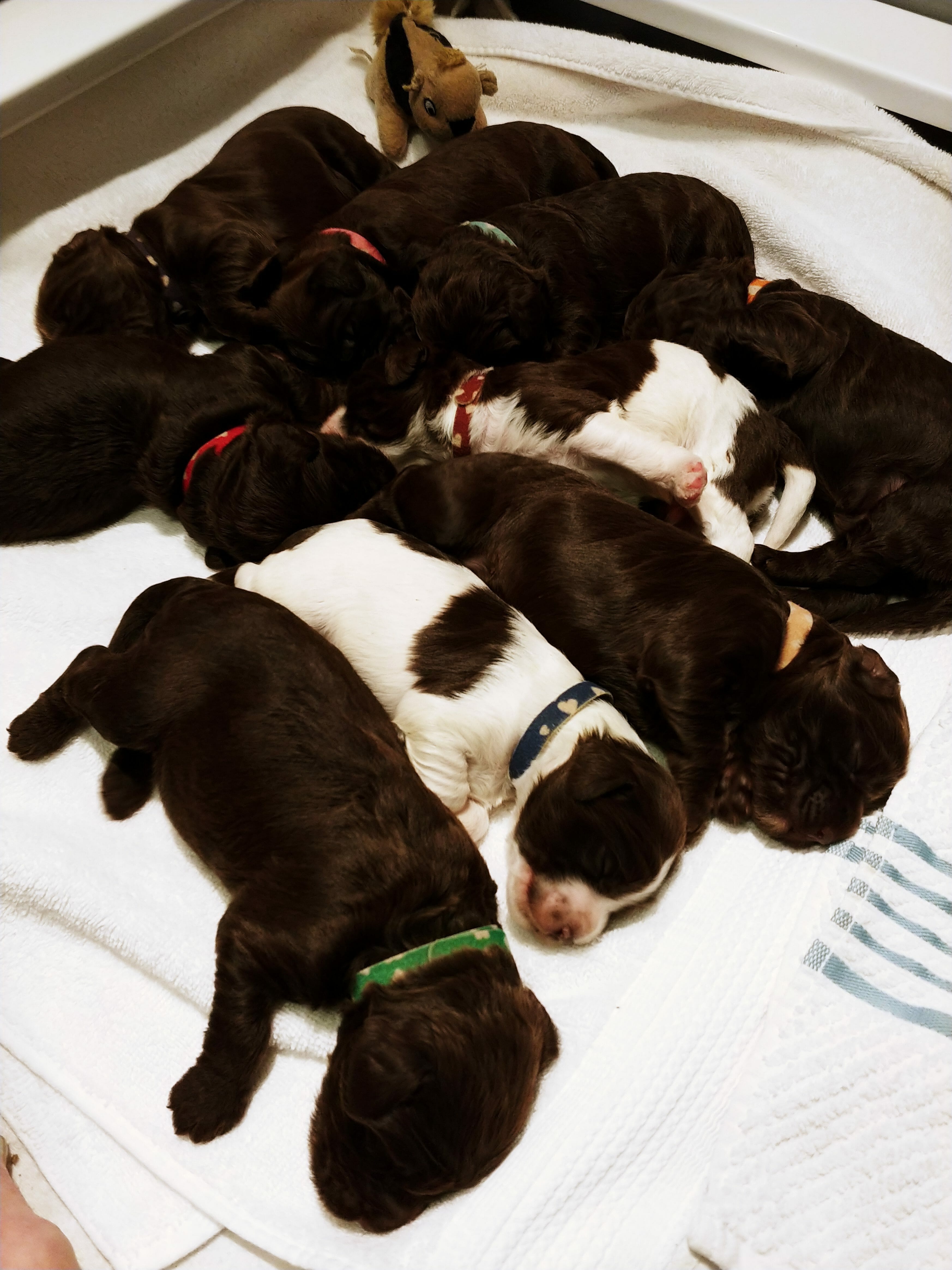 9- two week old puppies sleeping on a white blanket. There are 7 chocolate colored and 2 parti pattern (white and chocolate)