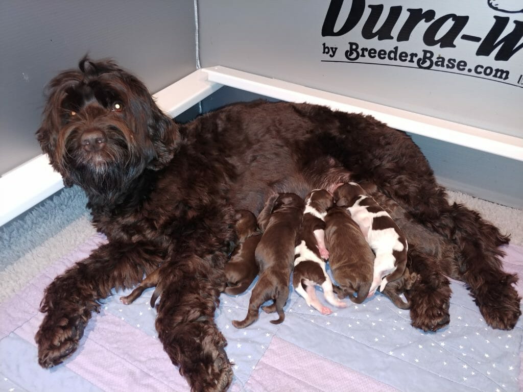 Chocolate labradoodle mom nursing her newborn puppies. There are 9 puppies in total, 7 chocolate colored and 2 parti pattern (white and chocolate)