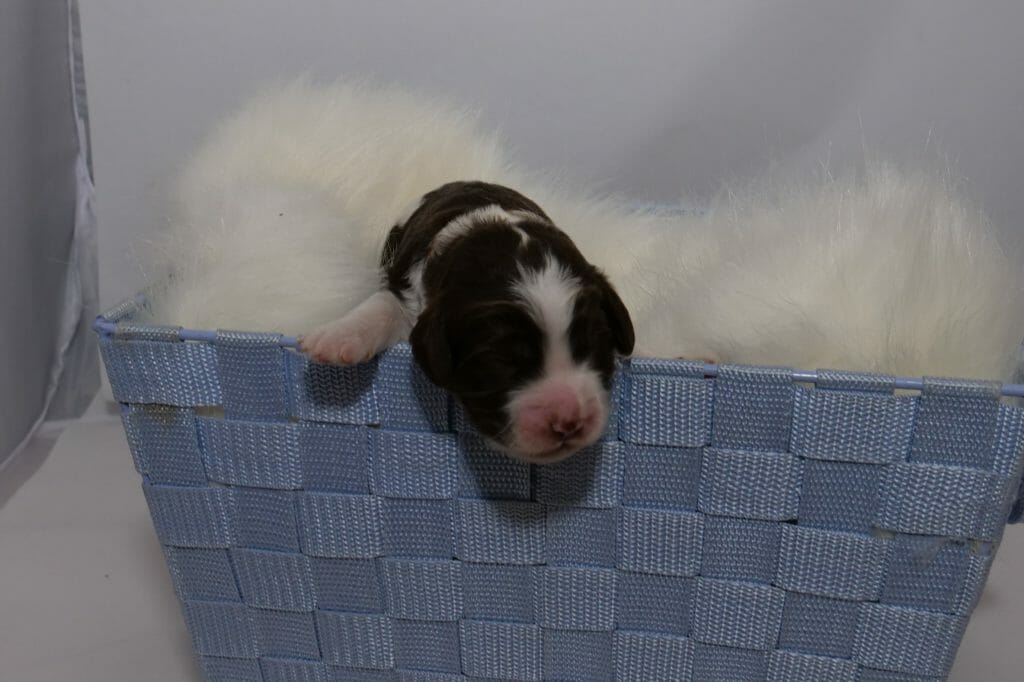 1-week old parti pattern labradoodle puppy (white and chocolate) inside a blue basket with a sheepskin rug. Photo taken from ground level, puppy is facing the camera and leaning out of the front of the box. One white paw is resting on the edge. Puppy has a brown back and brown eyes with white patches on his snout and shoulders.