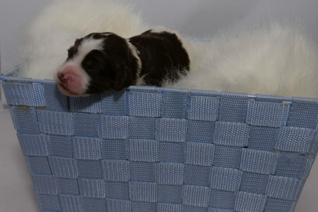 1-week old parti pattern labradoodle puppy lying in a blue basket filled lined with a sheepskin rug. Photo taken from ground level, puppy is turned to the left with his dark chocolate back contrasting against the sheepskin. Resting his head on the side of the basket.