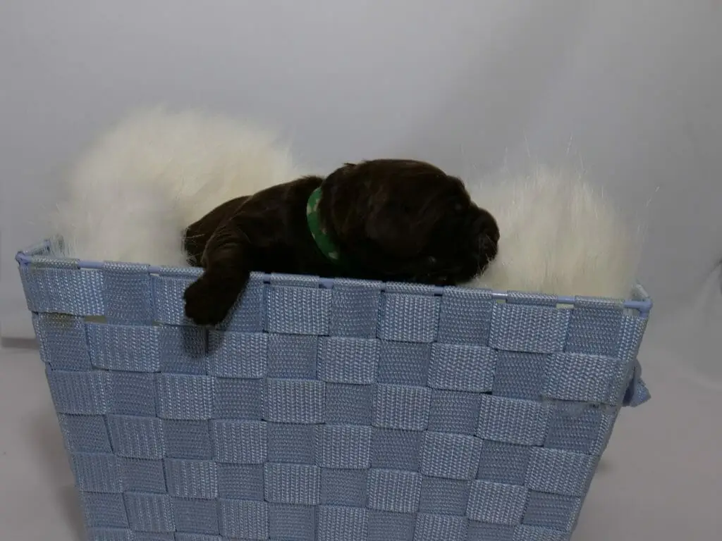 1-week old dark chocolate colored labradoodle puppy lying on a sheepskin rug which is inside a blue basket. Photo taken from ground level. The puppys right paw is hanging outside of the basket while he rests his head on the sheepskin. He is wearing a green collar.