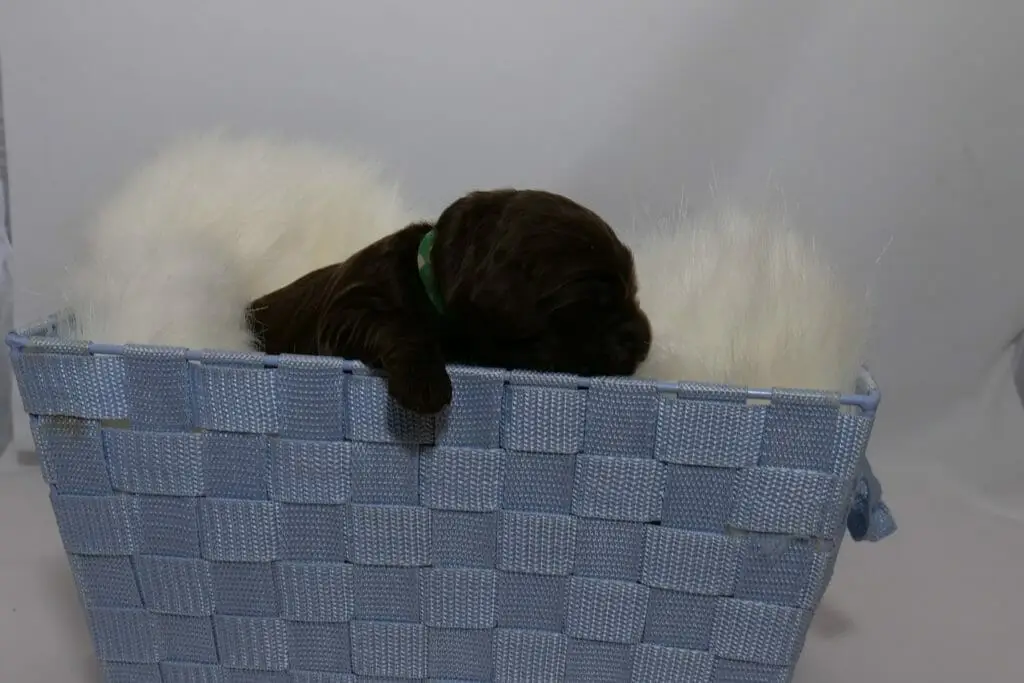 1-week old dark chocolate colored labradoodle puppy sitting inside a blue basket lined with a sheepskin rug. Photo taken from ground level, we can see his head and shoulders over the side of the basket with one paw hanging over the edge and his face resting on the side.