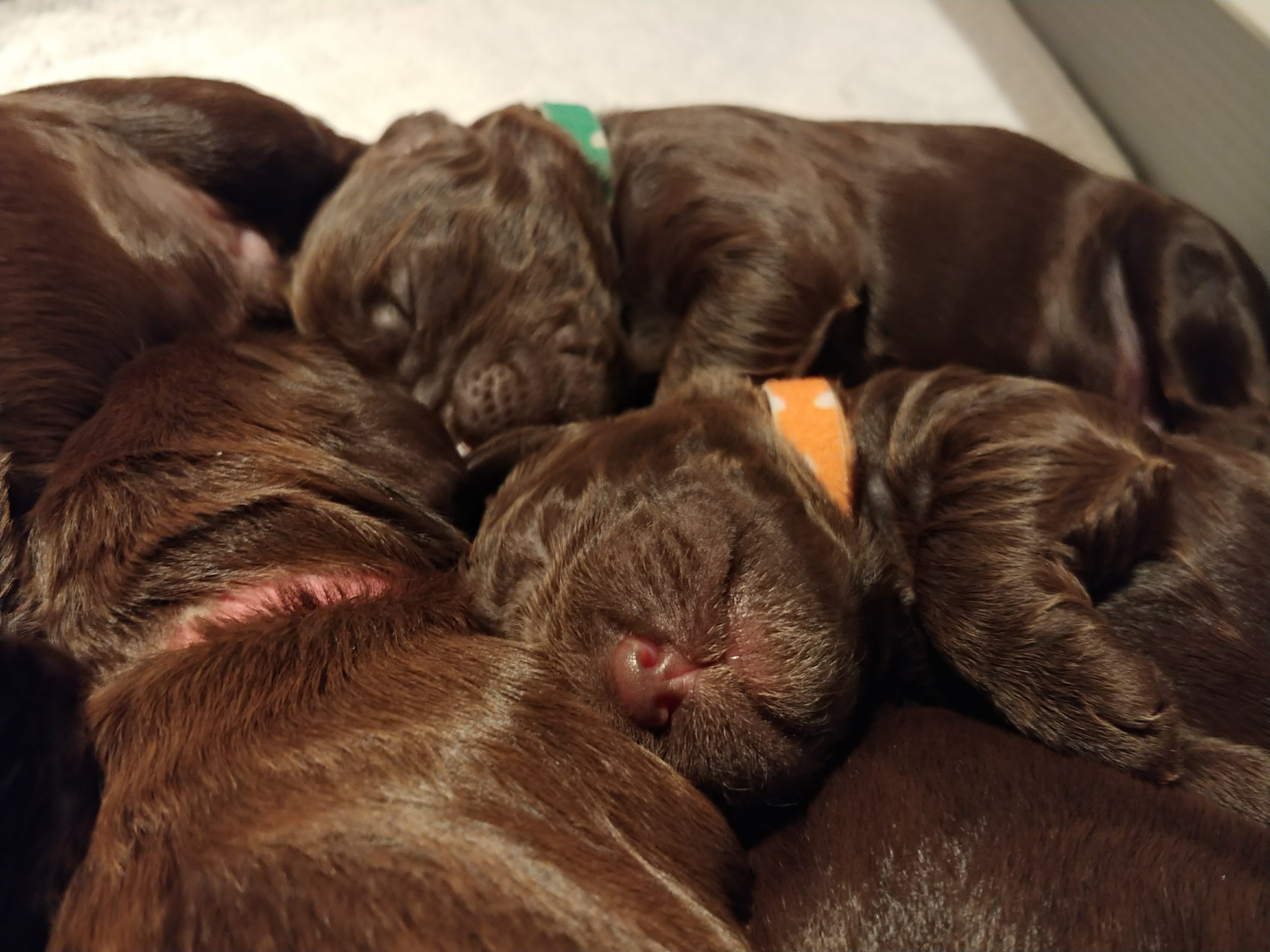 Close up of 2 one-week old chocolate colored puppies sleeping beside each other. They are on their sides both facing the camera. They are snuggled with other chocolate colored puppies.