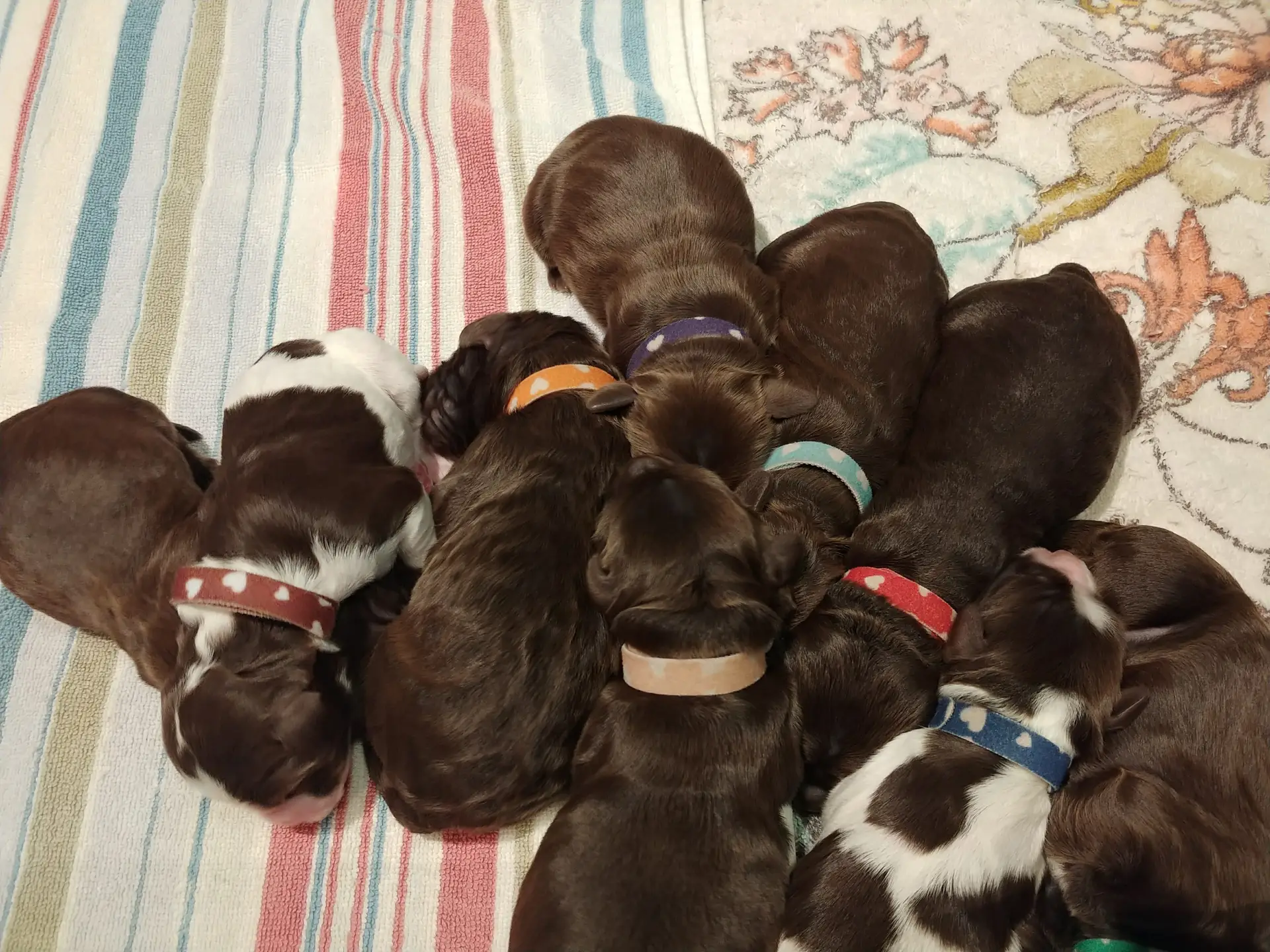 Litter of 9 newborn labradoodle puppies cuddled together. Chocolate color and parti pattern.