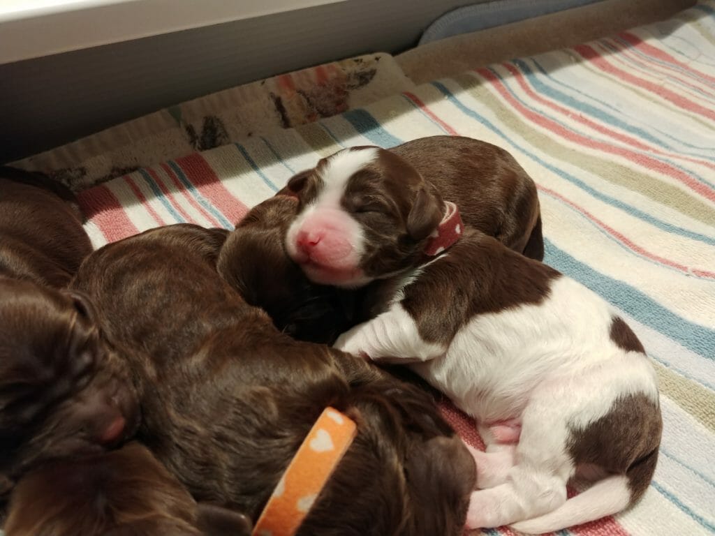1-week old parti pattern labradoodle puppy (white and chocolate colored) asleep with their head resting on another puppy. In the foreground is a chocolate colored puppy with an orange collar. They are lying on a multicolored stripped blanket.